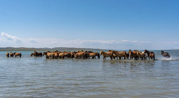 在蒙古的特尔门湖畔的草原上 一群马在水里休息和冷却 — 图库照片