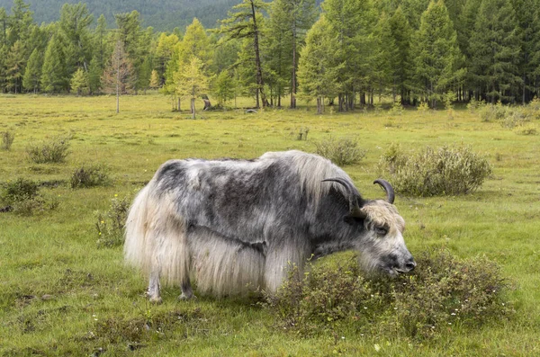 Yak Con Grandes Cuernos Pastando Estepa Mongolia Entre Abetos Alerces — Foto de Stock