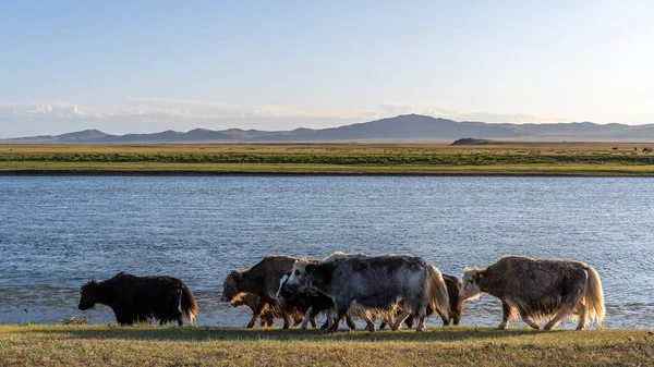 Яки Берегу Реки Монголии Летом Горами — стоковое фото