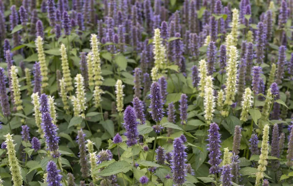 Fialové Bílé Květy Lophanthus Anisatus Zahradě — Stock fotografie