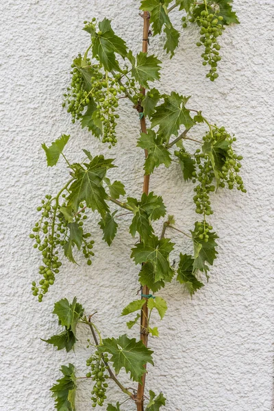 Una Vid Trepando Contra Una Pared Blanca Con Uvas Verano — Foto de Stock