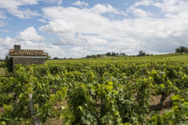 Saint-Emilion ev Vinyard