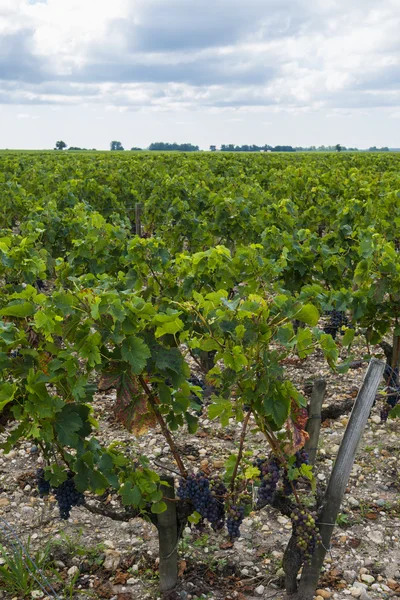 Chateau Léoville Poyferre — Stockfoto