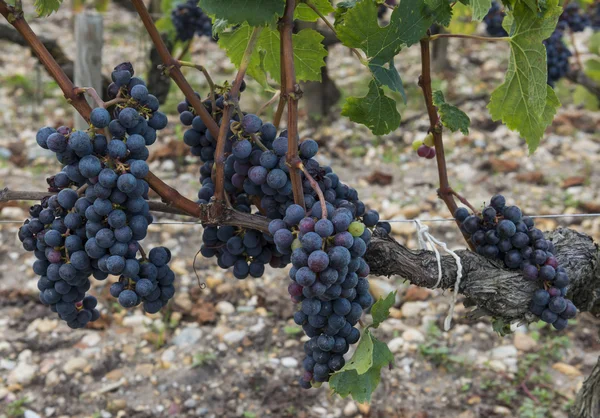 Grapes vinyard Chateau Leoville Poyferre — Stock Photo, Image