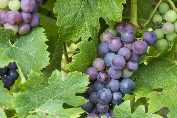 Piros szőlő és a levelei — Stock Fotó