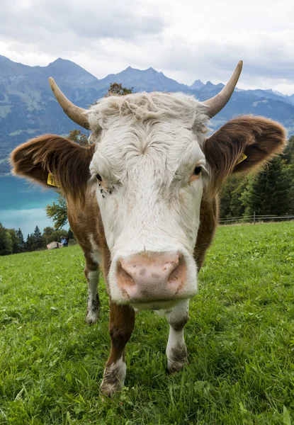 Head of Cow in Meadow — Stock Photo, Image