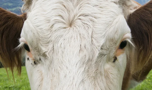 Head of Cow with fly — Stock Photo, Image