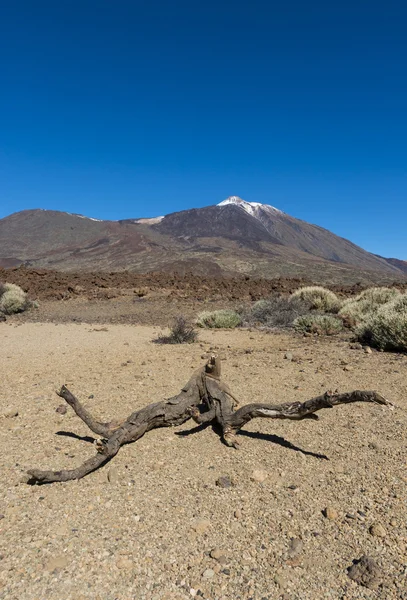 Branch on lava field with snow on El Teide — Stock Photo, Image