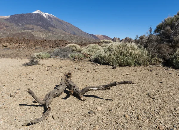 Branch on lava field with El Teide — Stock Photo, Image