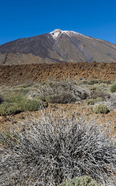 Bush and El Teide — Stock Photo, Image