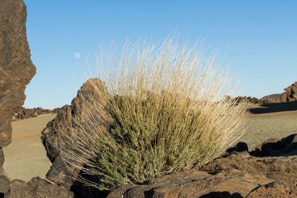 Bush and Moon — Stock Photo, Image