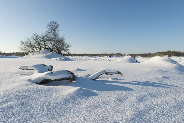 Paisaje invernal Árboles y tocón — Foto de Stock