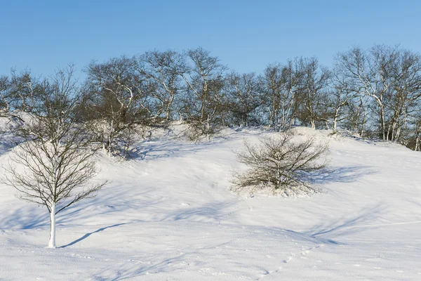Små snö kullar och träd Stockfoto