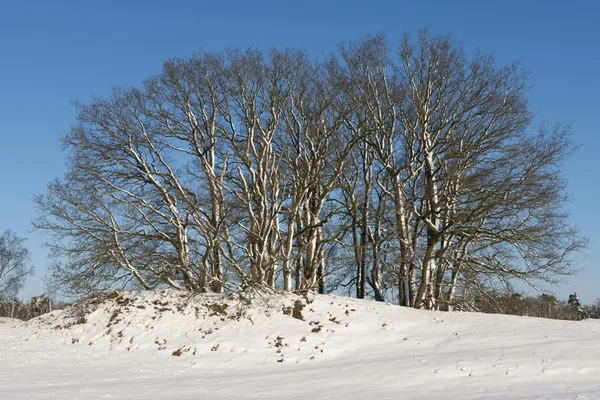 Vintervy träd Royaltyfria Stockfoton