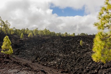 Orman lav alanı ve bulutlar