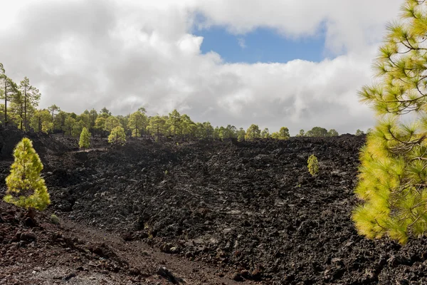 Skogen på lava fält och moln — Stockfoto