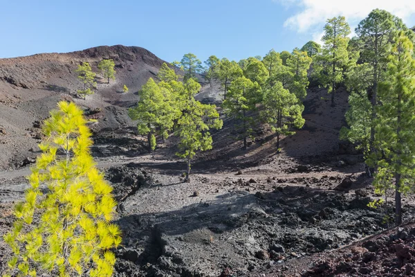 Skogen på lava fält — Stockfoto