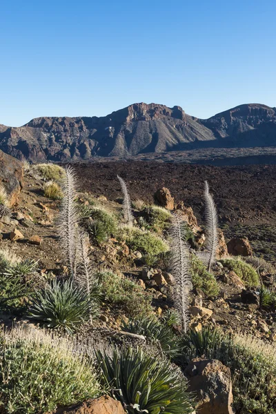 Τοπίο El Teide — Φωτογραφία Αρχείου