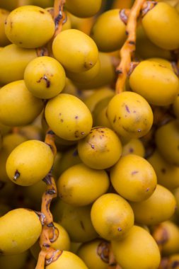 Meyve tarihi ağaç katarı