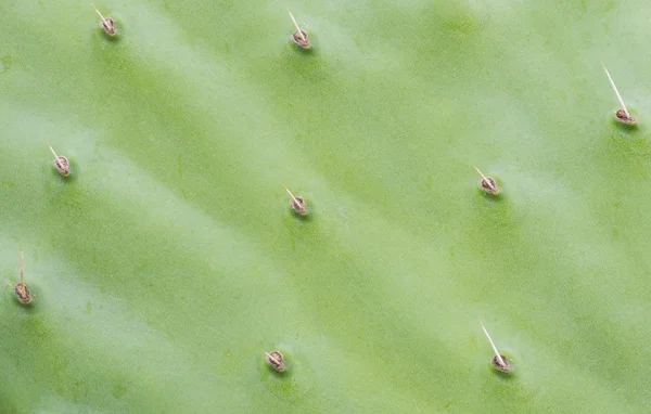 Permiso de cactus — Foto de Stock