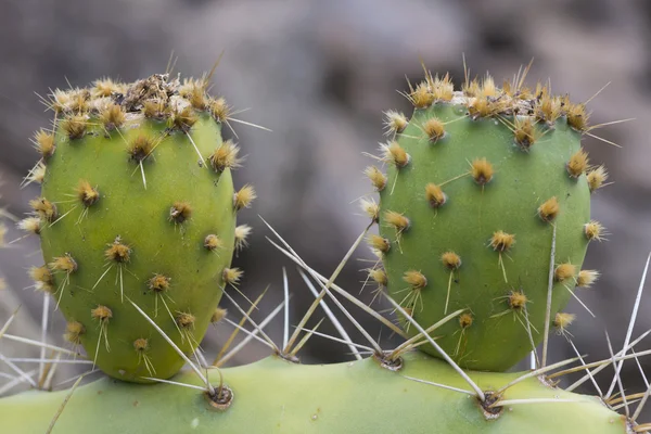 Dos cactus. — Foto de Stock
