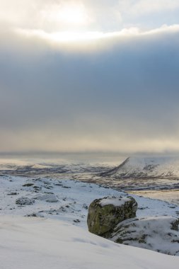 Dovrefjell, Norveç yatay, Rock