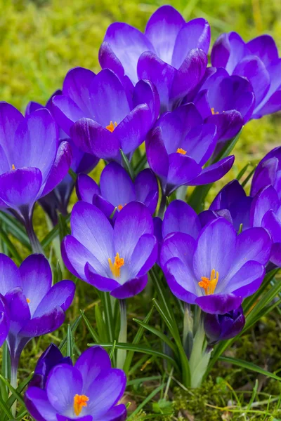 Crocus blomma lila på gräs — Stockfoto