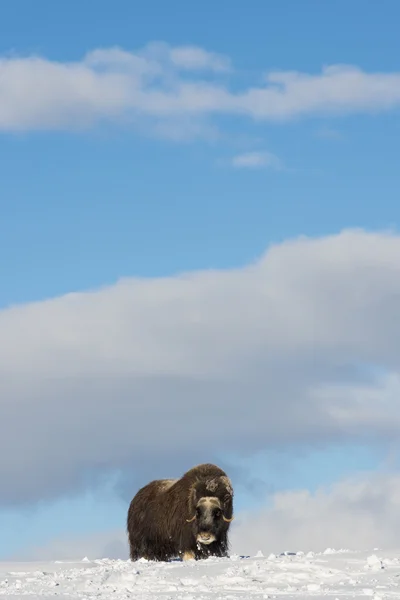 Сингл muskox — стокове фото