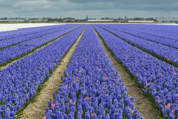 Purple Hyacinth Field With Church — Stock Photo, Image