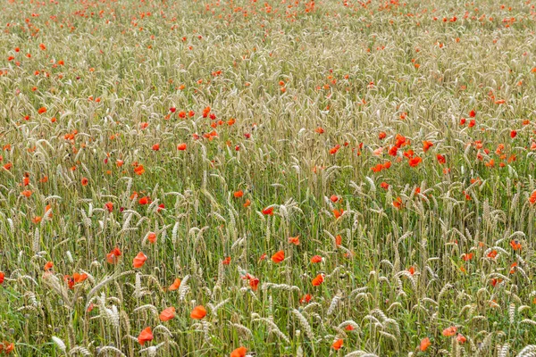 Poppy bra säd fältet — Stockfoto