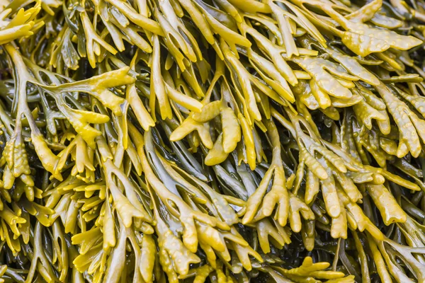 海藻茶色の詳細 — ストック写真
