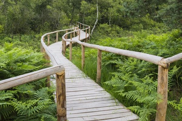 Houten wandelpad — Stockfoto