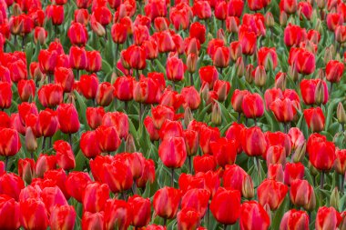 Kırmızı lale detay