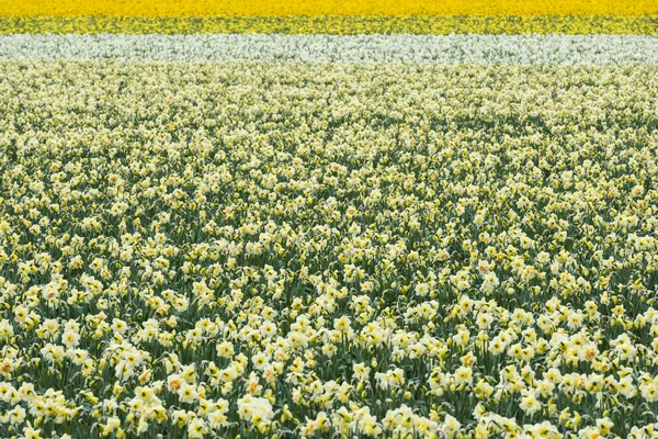 Daffodil on Field — Stock Photo, Image