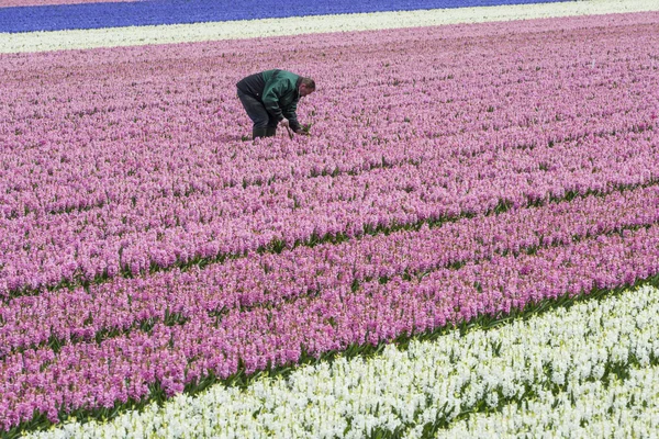 Man in Pink Hyacinth Field — Stock Photo, Image