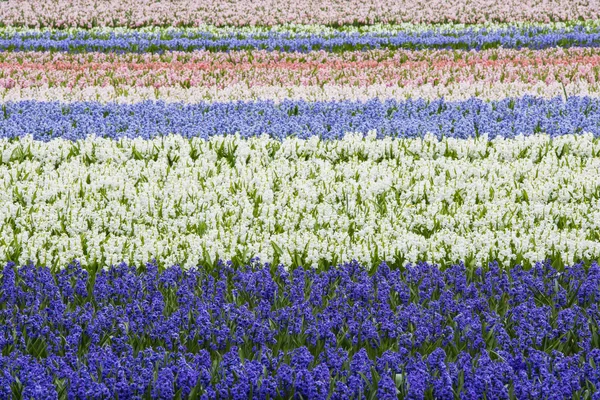 Purple and White Hyacinth Field Horizontal — Stock Photo, Image