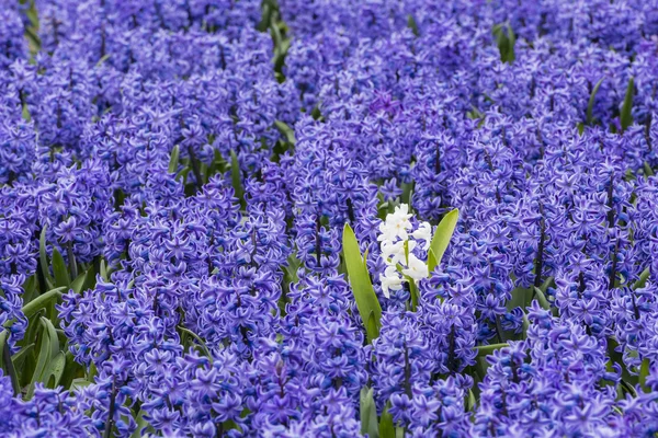 Purple Hyacinth Field Detail with one White — Stock Photo, Image