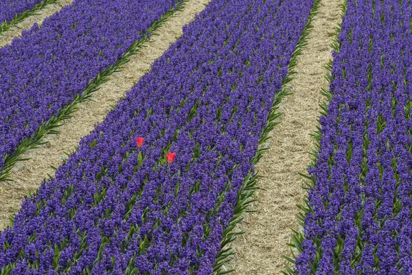 Rows of Violet Hyacith with two red Tulips — Stock Photo, Image