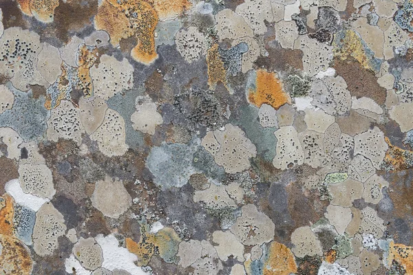 Colores Lichen en lápida — Foto de Stock