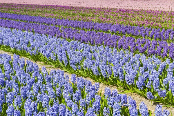 Hyacinth Field Colors Purple — Stock Photo, Image
