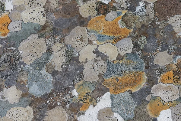 Lichen sur pierre tombale — Photo