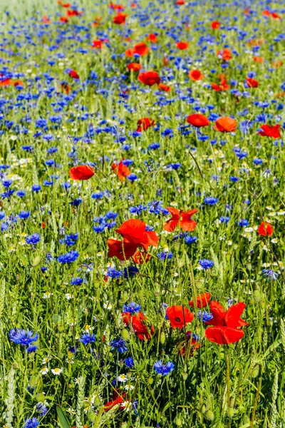 Cornflower and Poppy in Field — Stockfoto