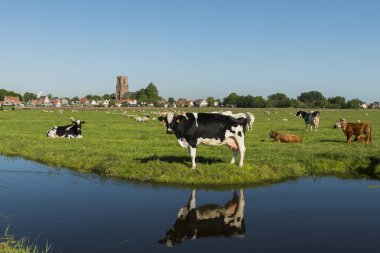 Ransdorp with Cow