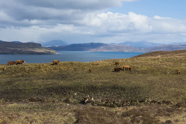 Cows on Isle of Skye — Stok fotoğraf