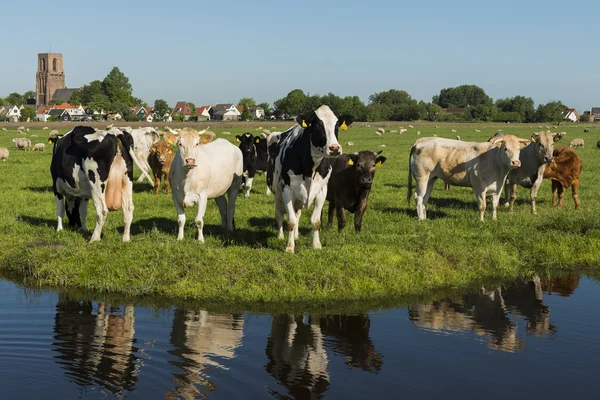 Ransdorp с коровами и канавы — стоковое фото