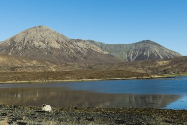 Sheep and Ocean Scotland