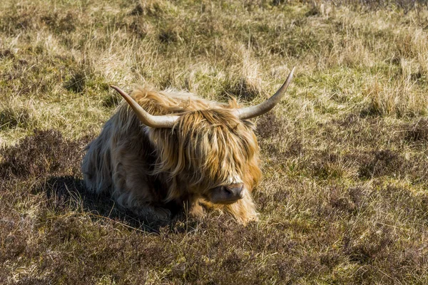Scottish Highlander Scotland — Stockfoto