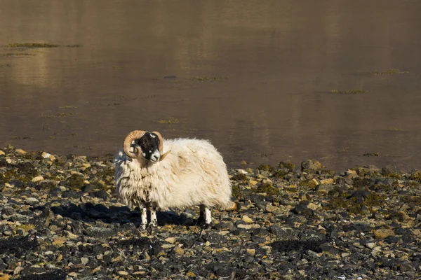 Sheep Shore Ocean Scotland — 图库照片