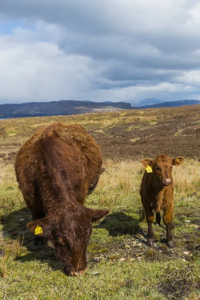 Две коровы на острове Скай — стоковое фото