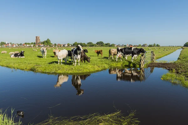 View on Ransdorp with Cows — 图库照片